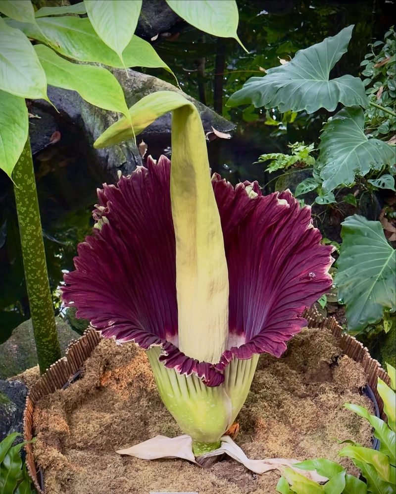 Amorphophallus Titanum (Corpse Flower)