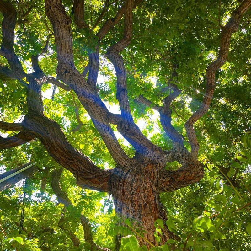 Brazilian Pepper Tree (Schinus Terebinthifolia — Restricted Import Species)