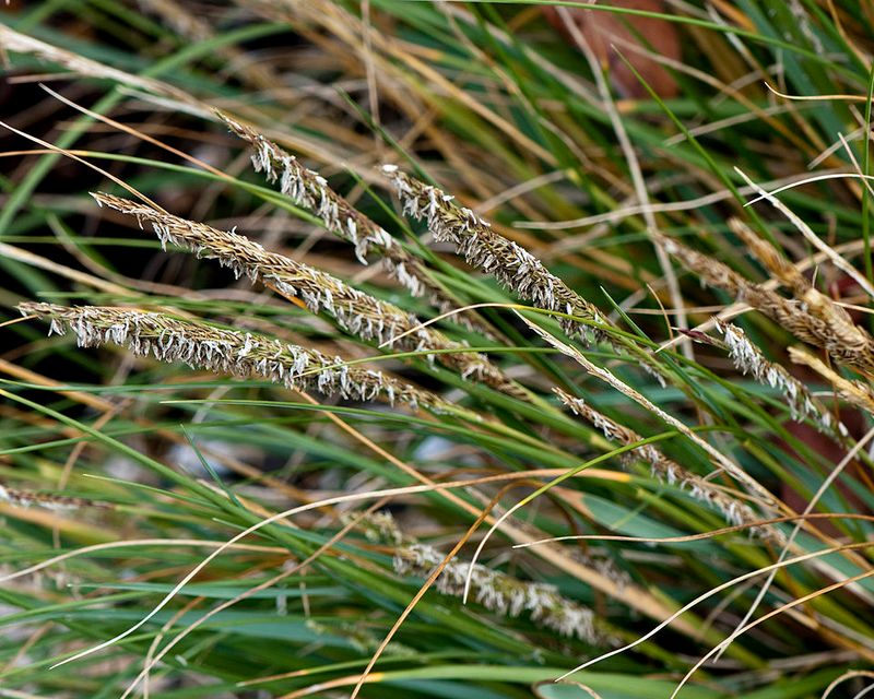 Dense-Flowered Cordgrass (Spartina densiflora)