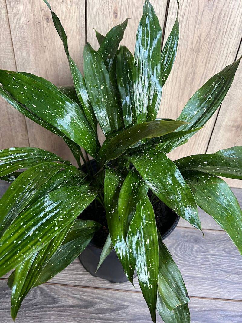 Aspidistra 'Milky Way' For Extreme Low-Light Resilience