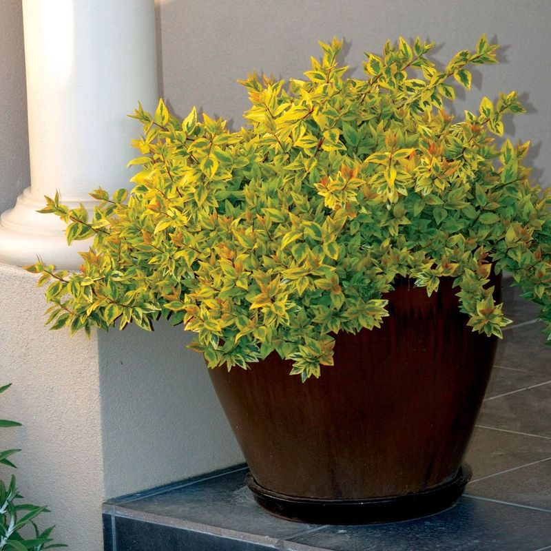 Golden Abelia