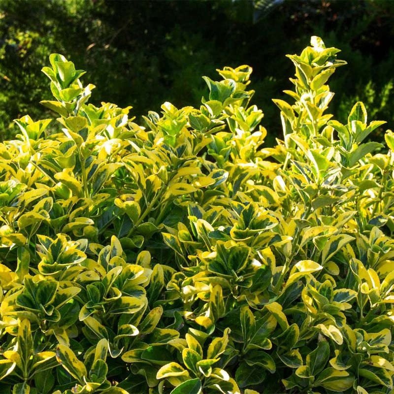 Golden Japanese Euonymus