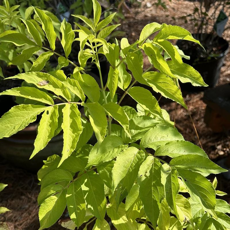 Gold Leaf Elderberry