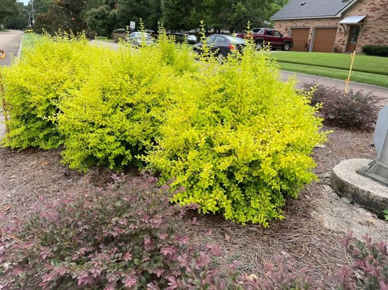 Sunshine Ligustrum (Ligustrum Sinense 'Sunshine')