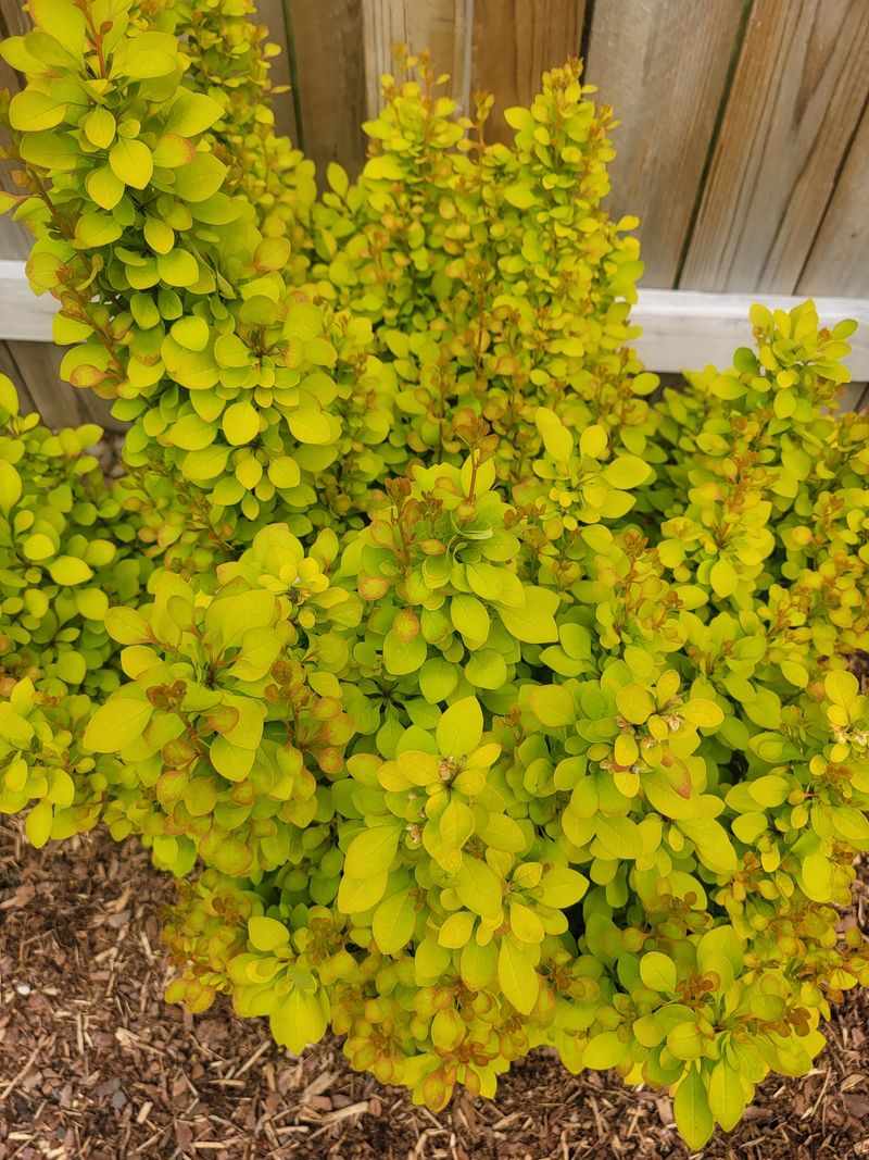 Golden Barberry