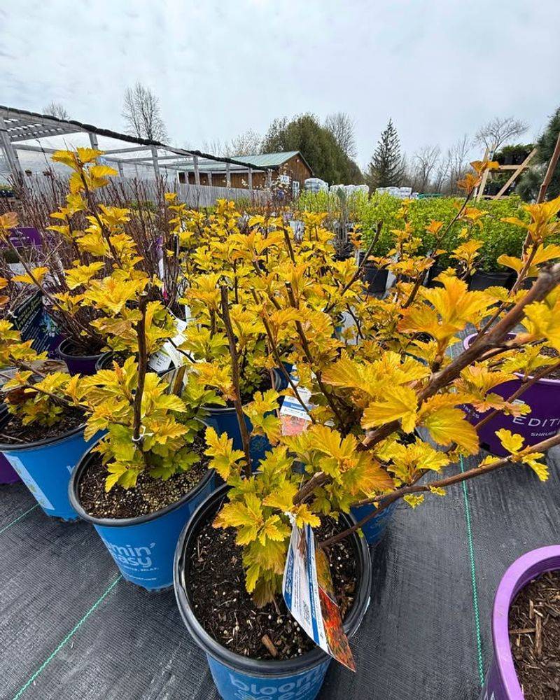 Golden Ninebark