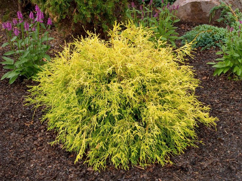 Gold Mop Falsecypress (Chamaecyparis Pisifera 'Gold Mop')