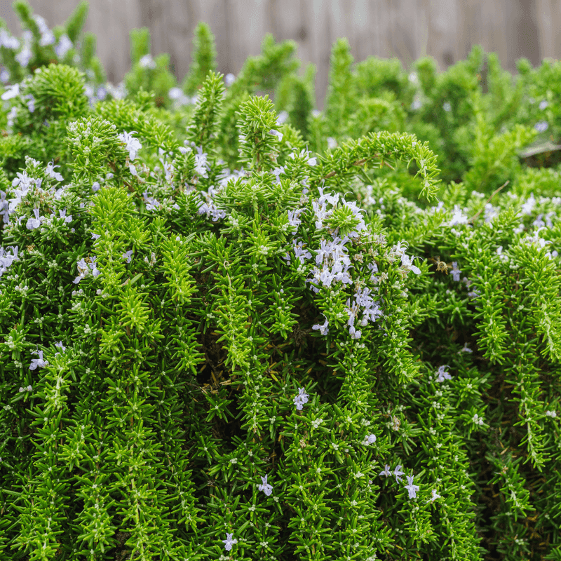 Trailing Rosemary (Rosmarinus Officinalis 'Prostratus')