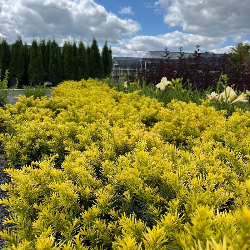 Golden Japanese Yew (Taxus Cuspidata 'Aurescens')