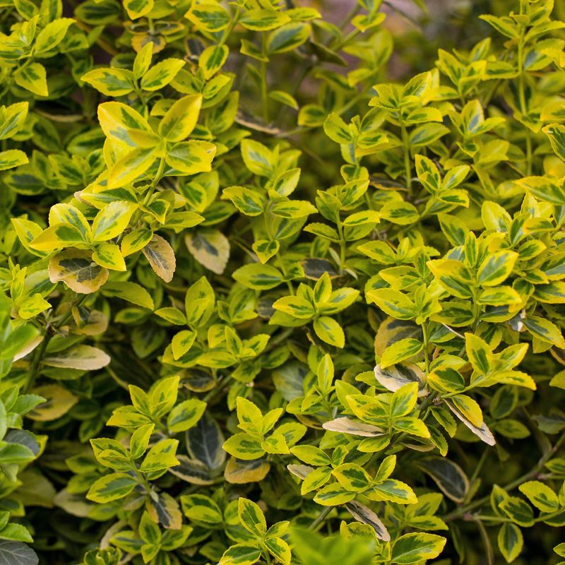 Golden Boxwood (Buxus Microphylla 'Golden Dream')
