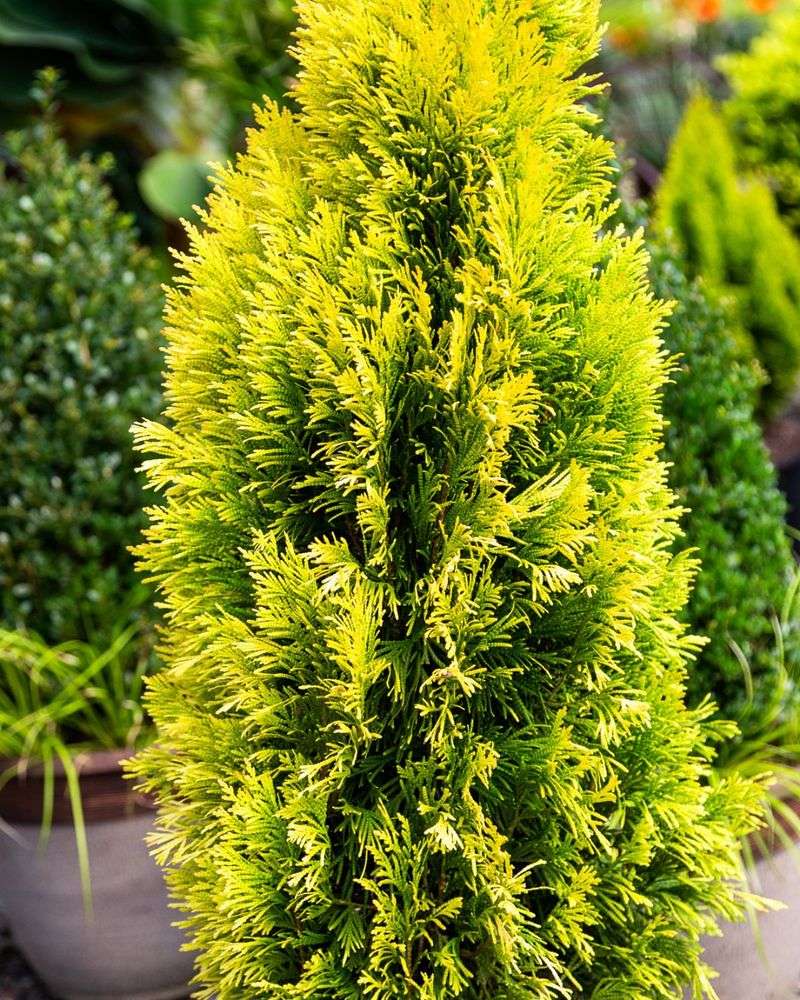 Golden Arborvitae