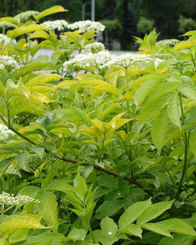 Golden Elderberry