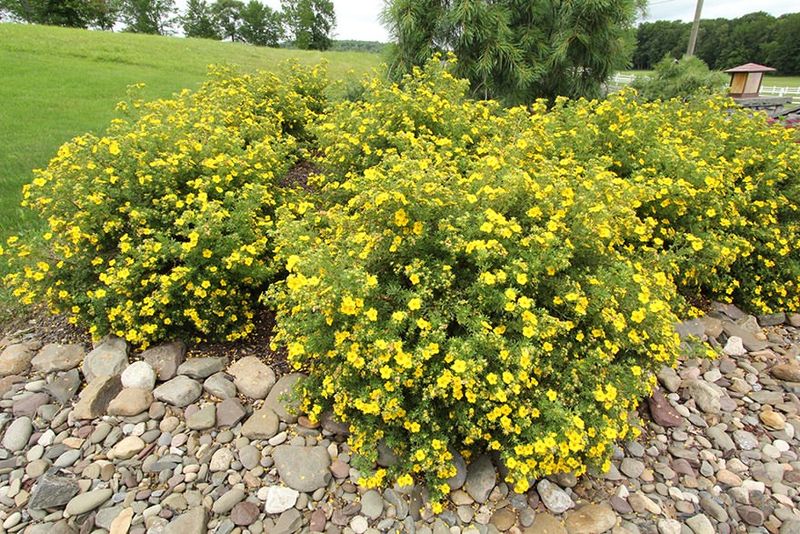 Golden Potentilla (Potentilla Fruticosa 'Gold Drop')
