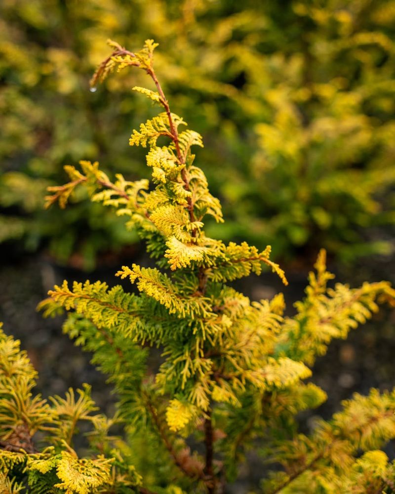 Golden Hinoki Cypress