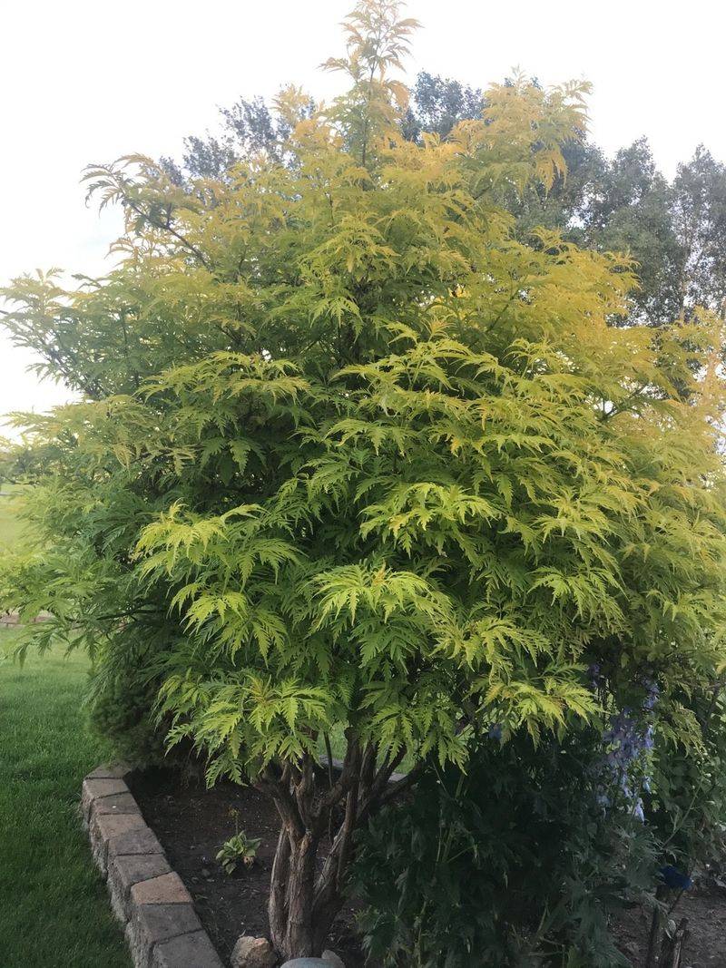 Golden Elderberry (Sambucus Racemosa 'Sutherland Gold')