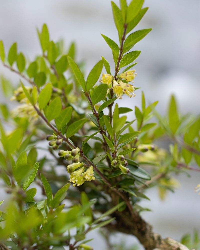 Lonicera 'Baggesen's Gold'