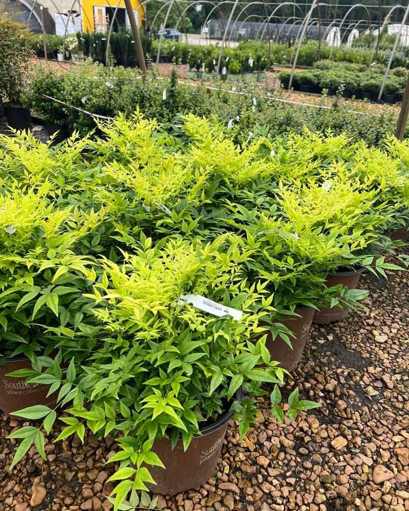Lemon Lime Nandina