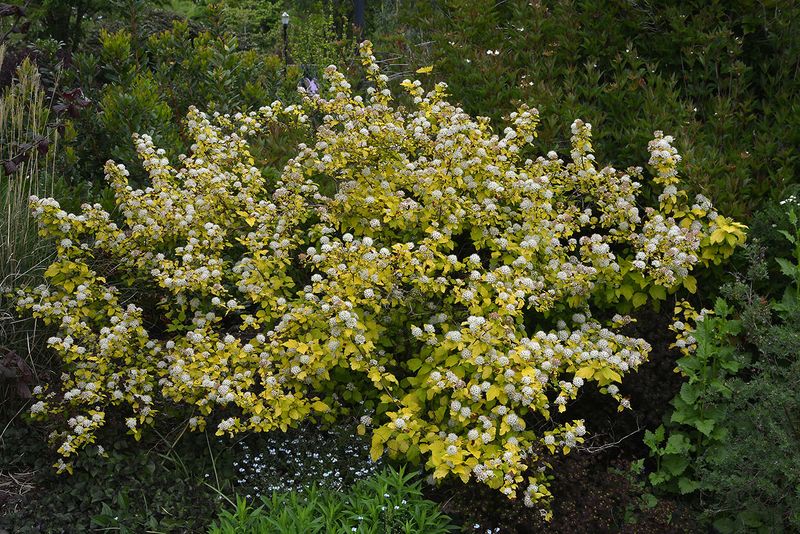 Golden Ninebark (Physocarpus Opulifolius 'Dart's Gold')