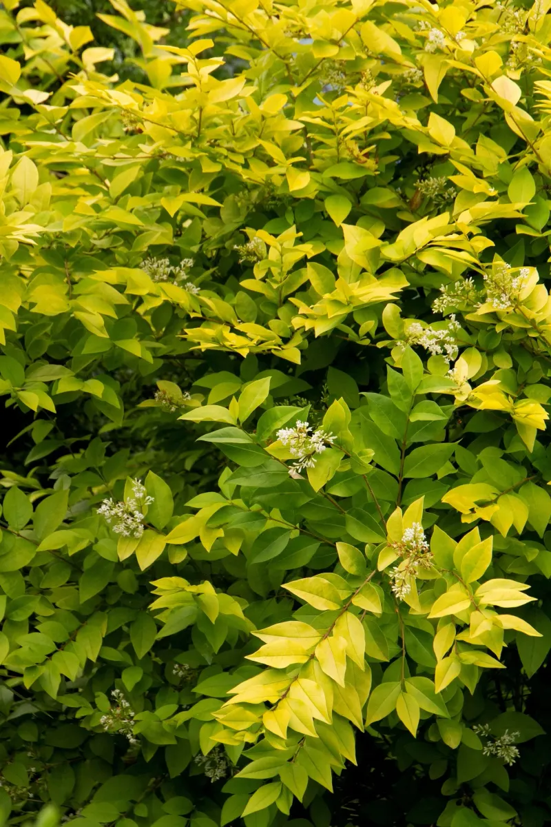 Golden Privet (Ligustrum &times; Vicaryi)