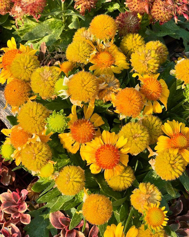 Blanket Flower (Gaillardia Aristata)
