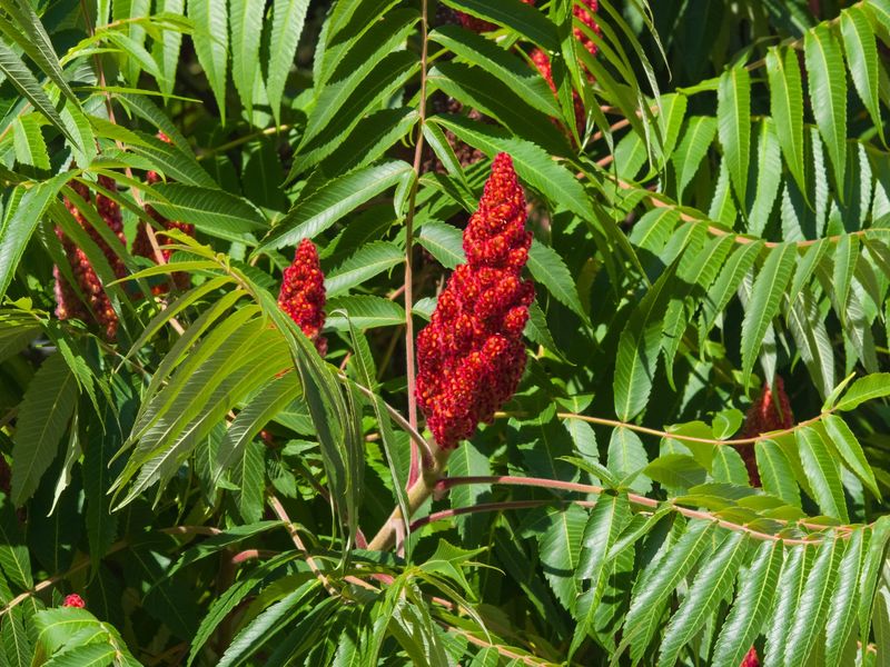 Staghorn Sumac (Rhus Typhina)