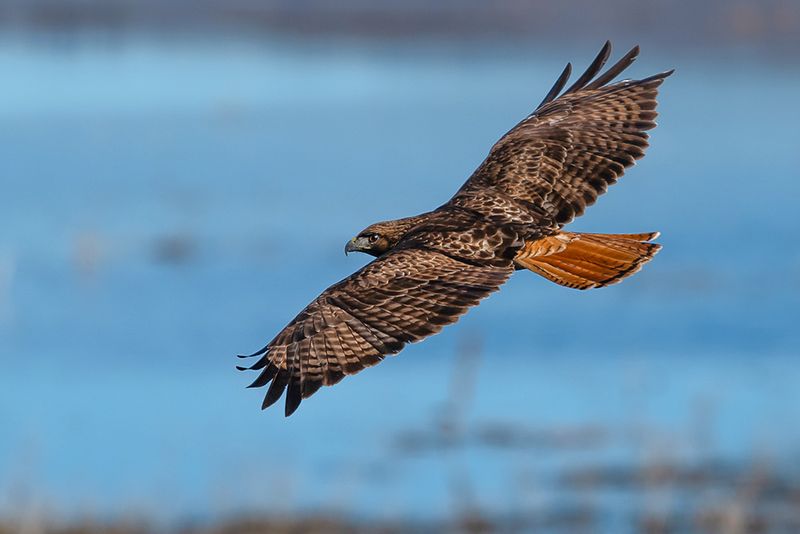 Red-Tailed Hawks Soar With Legal Immunity