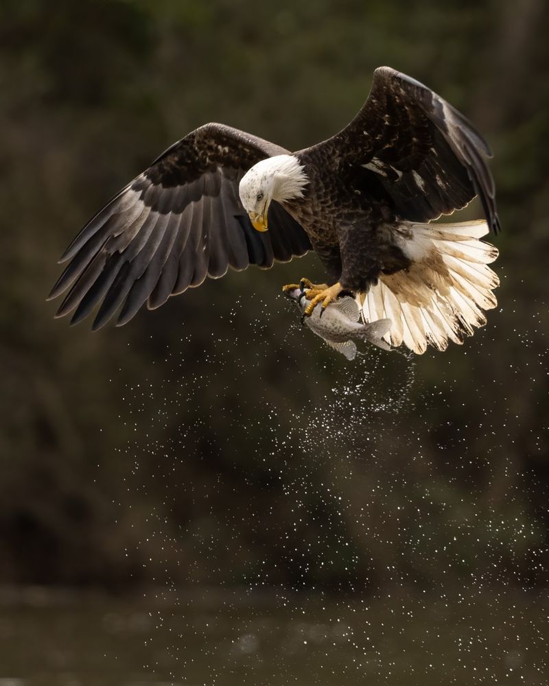 Bald Eagles: America's Protected Symbol