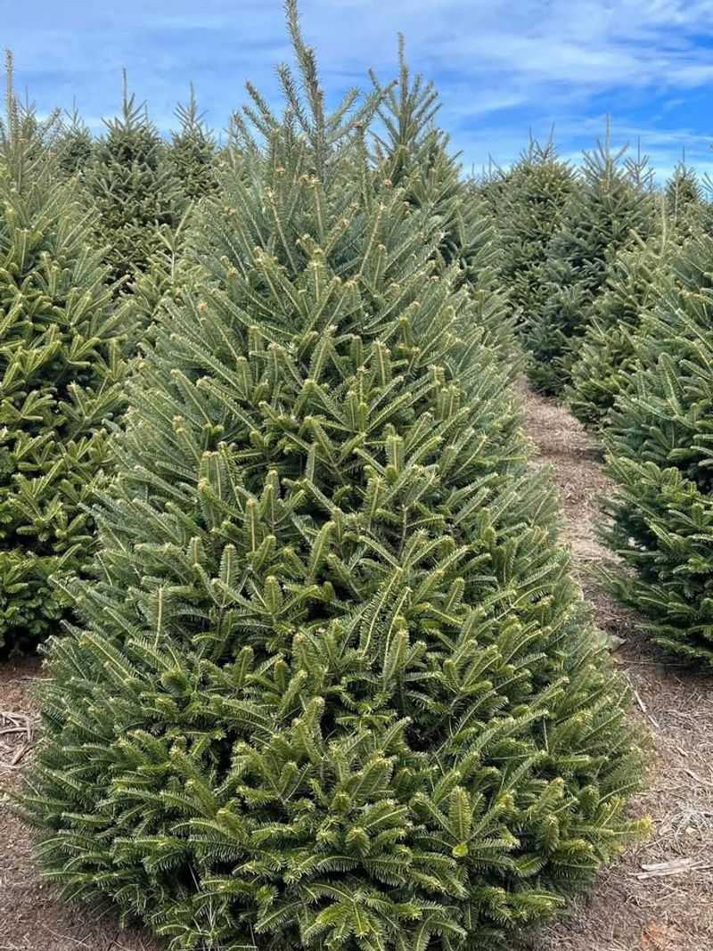 Fraser Fir