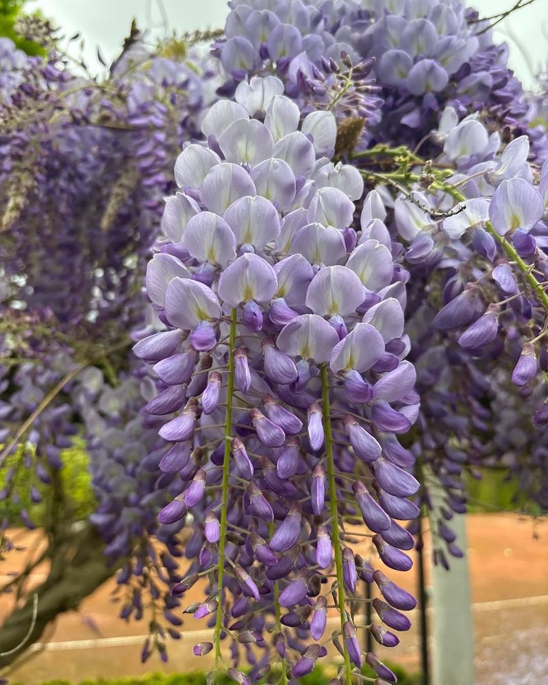 Wisteria To Encourage Flowering