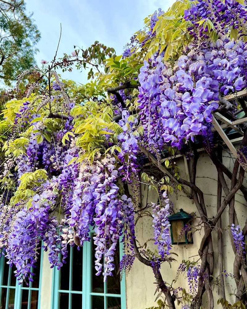 Wisteria To Control Size And Encourage Blooms