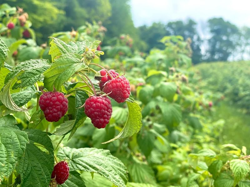 Raspberries