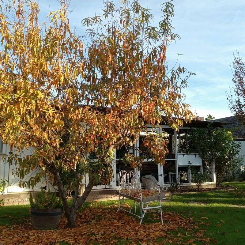 Deciduous Fruit Trees