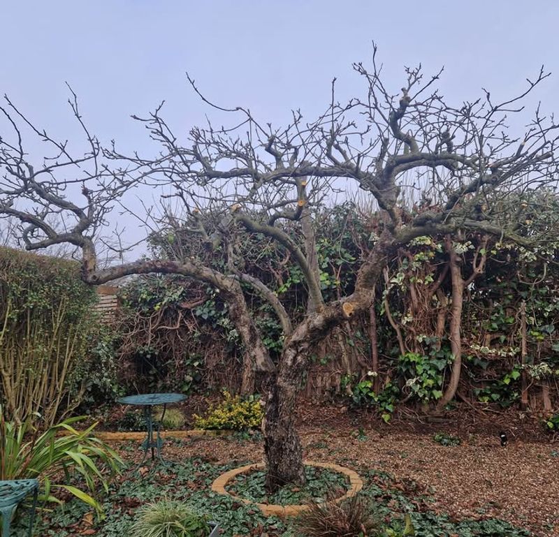 Deciduous Fruit Trees (Apple, Pear, Peach, Plum)