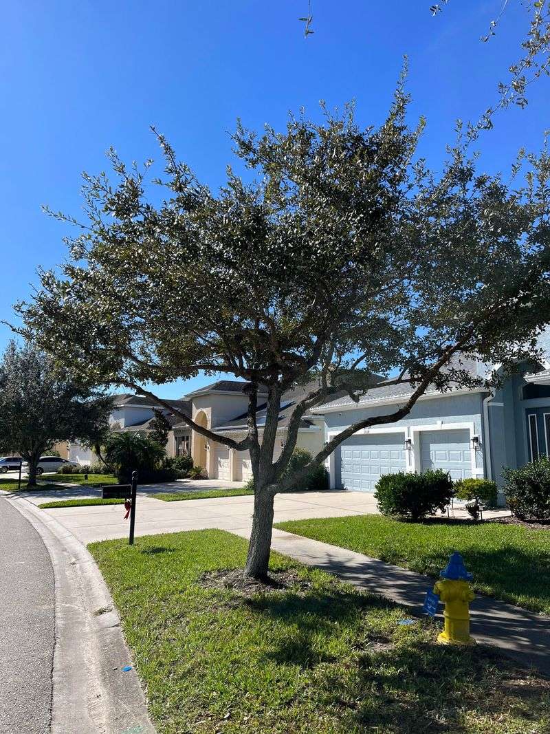 Deciduous Shade Trees