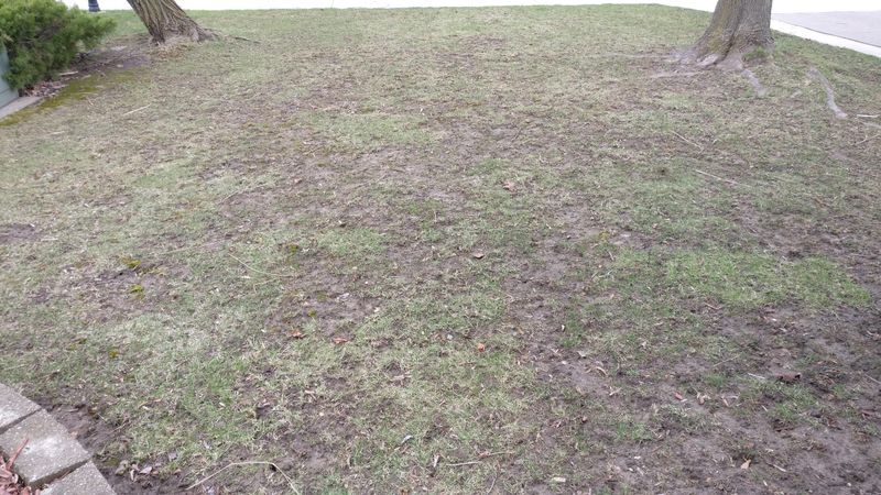 Tree Roots Compete For Water And Nutrients