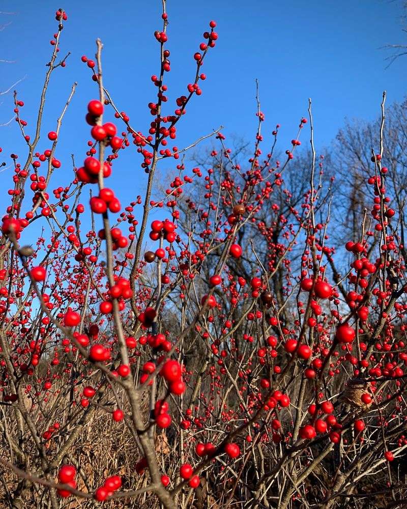 Winterberry Holly