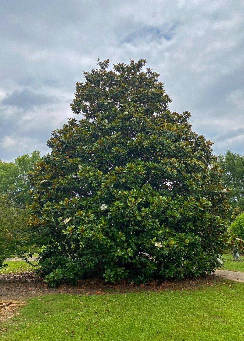Southern Magnolia Provides Thick Evergreen Shade