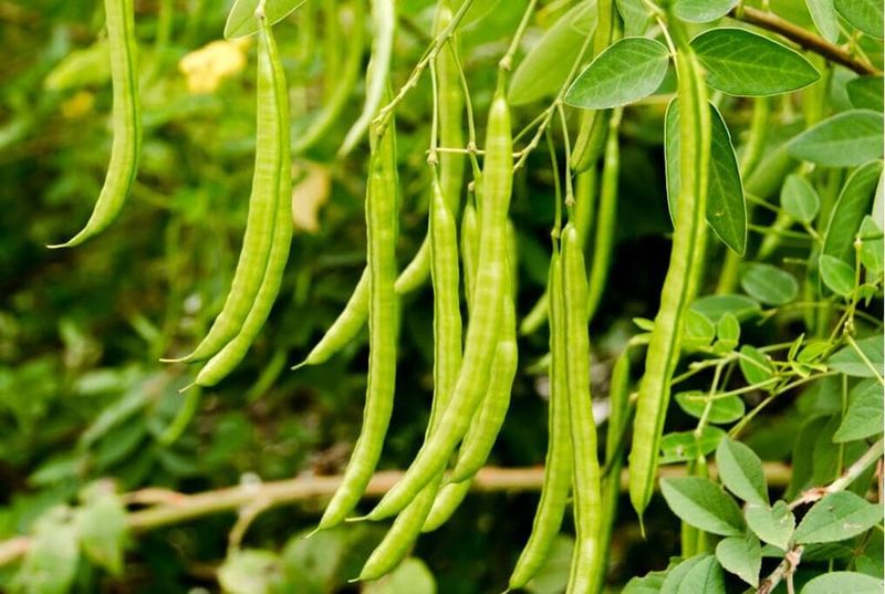 Bush Beans