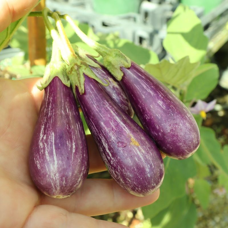 Dwarf Eggplant