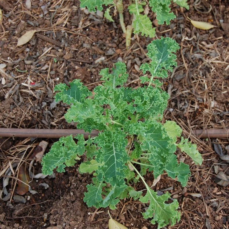 Kale Thrives In Florida's Winter Gardens