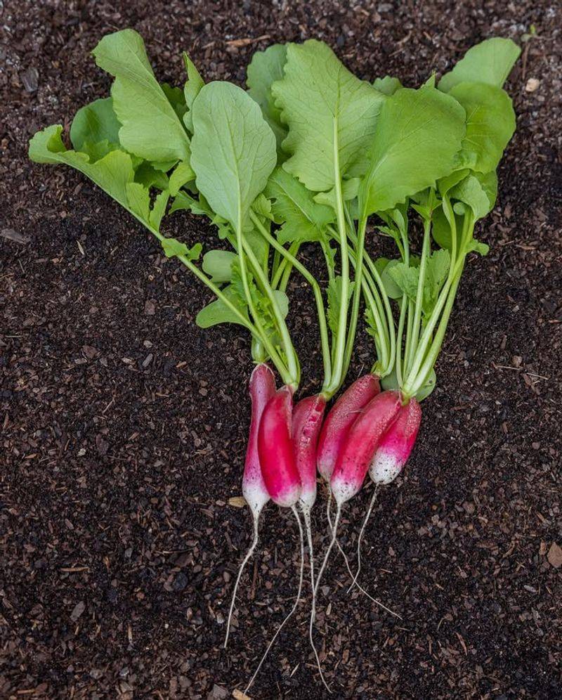Radishes