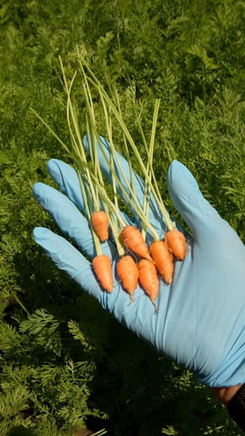 Baby Carrots
