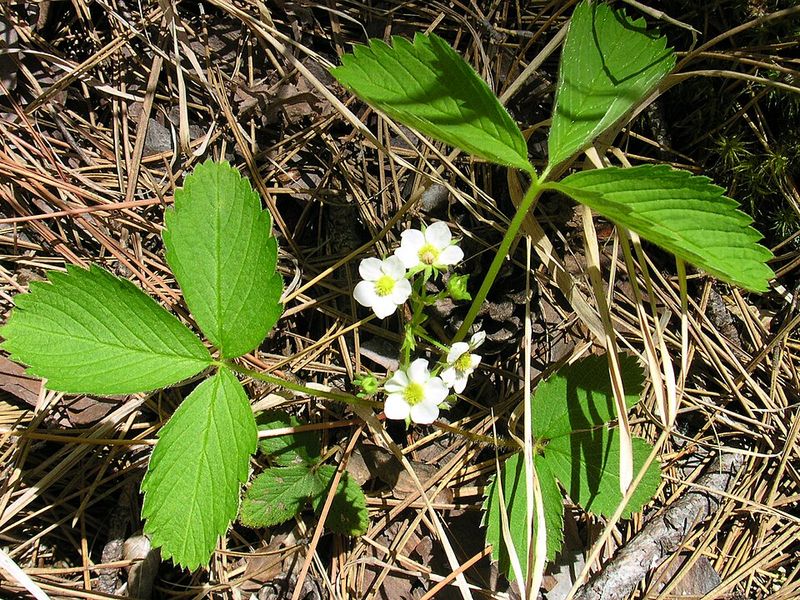 Wild Strawberry (Fragaria virginiana)