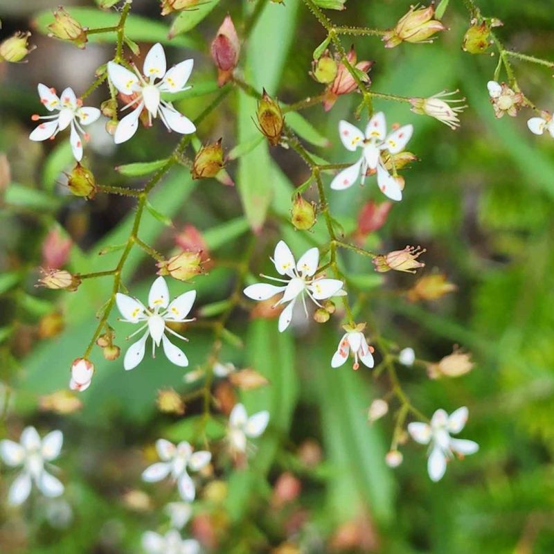 Michaux's Saxifrage