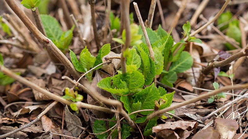 New Growth At The Base