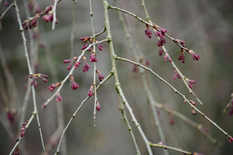 New Buds Appearing On Branches