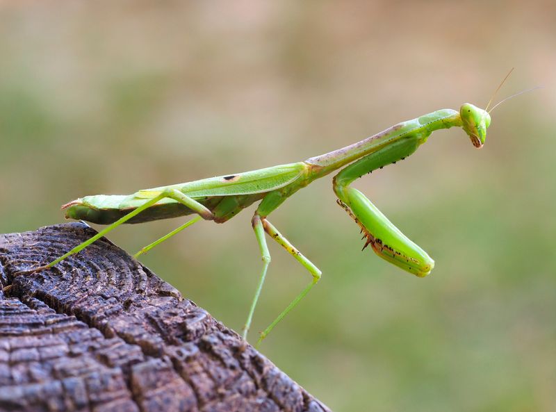 Praying Mantises