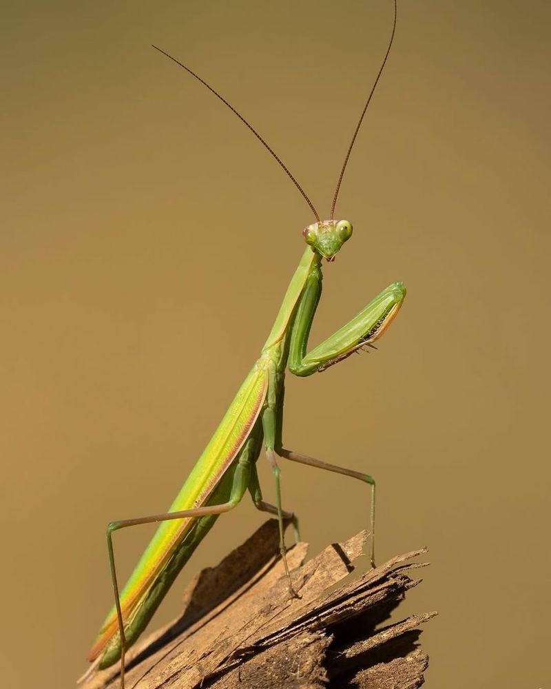 Praying Mantises