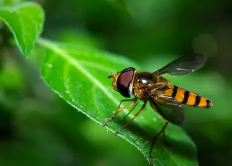 Hoverflies That Pollinate And Eat Aphids