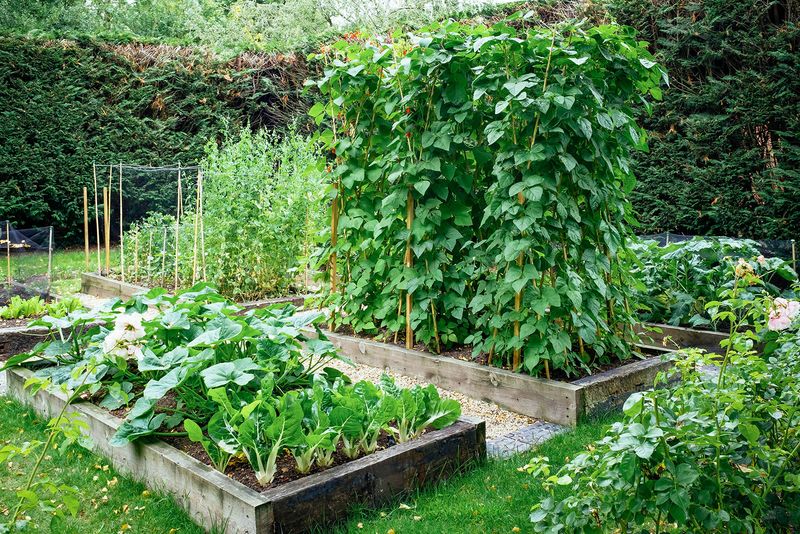 Raised Beds Reduce Weeding And Bending